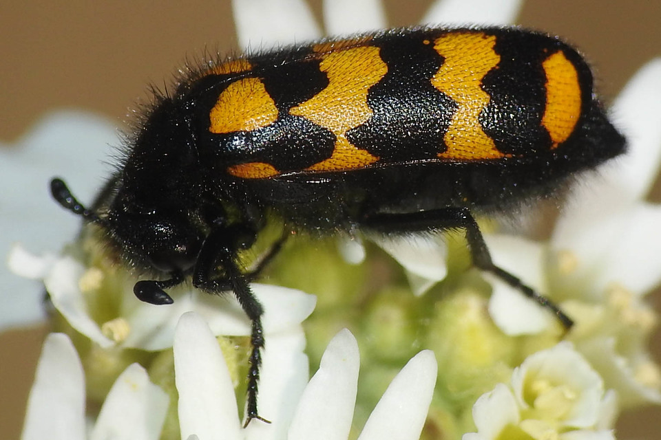 Hycleus tenerus - kis hólyaghúzó