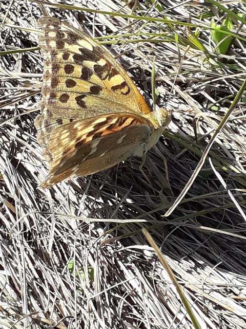 Argynnis pandora - zöldes gyöngyházlepke