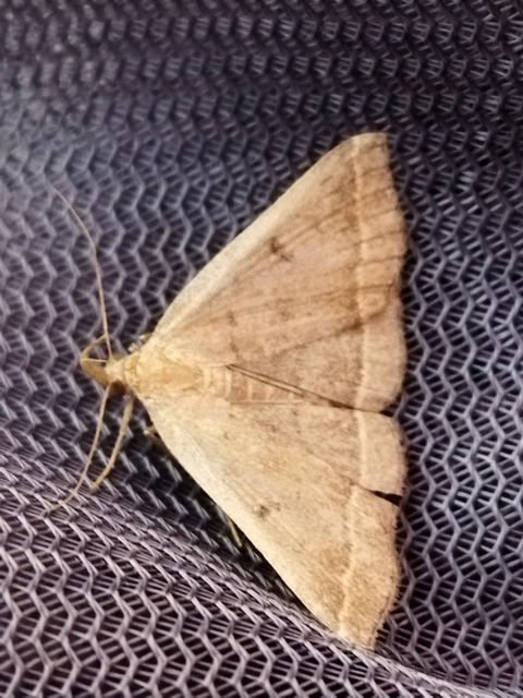 Pechipogo plumigeralis - tollascsápú karcsúbagoly