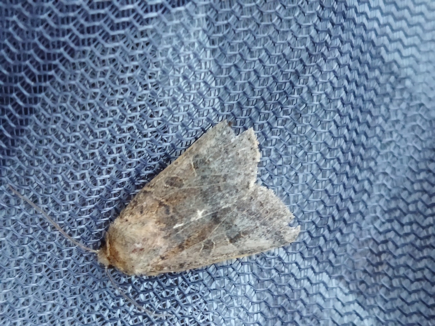 Anchoscelis nitida - rozsdabarna őszibagoly