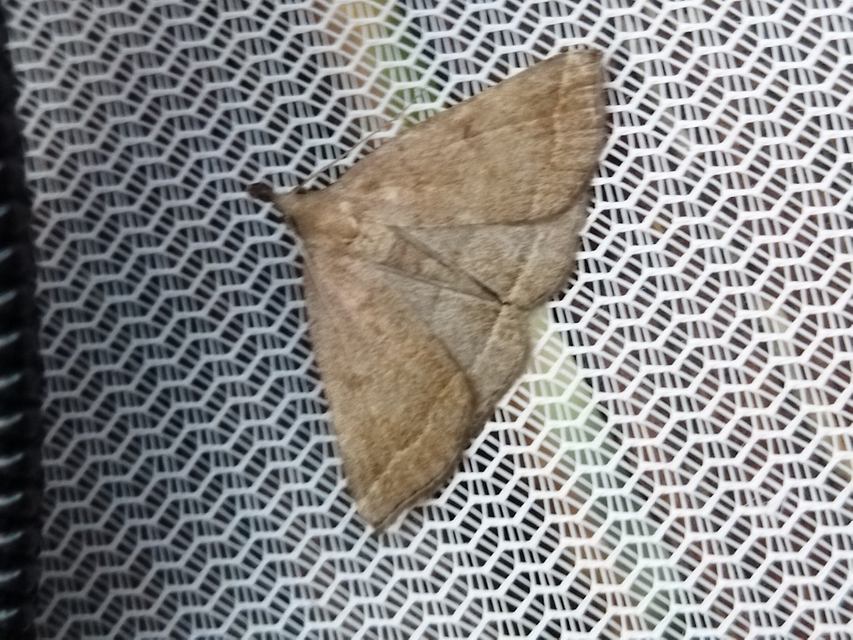 Pechipogo plumigeralis - tollascsápú karcsúbagoly