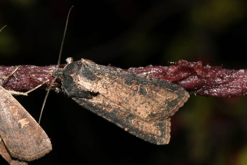 Peridroma saucia - vándor földibagoly