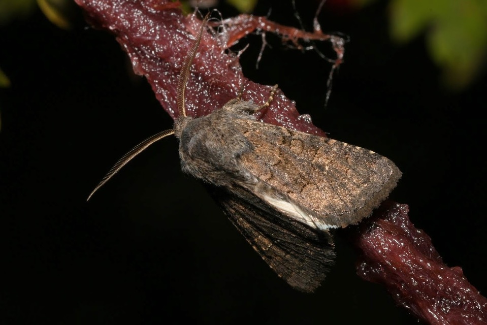 Aporophyla lutulenta - sziki őszibagoly