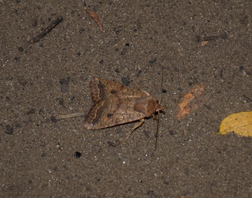Sunira circellaris - okkersárga őszibagoly