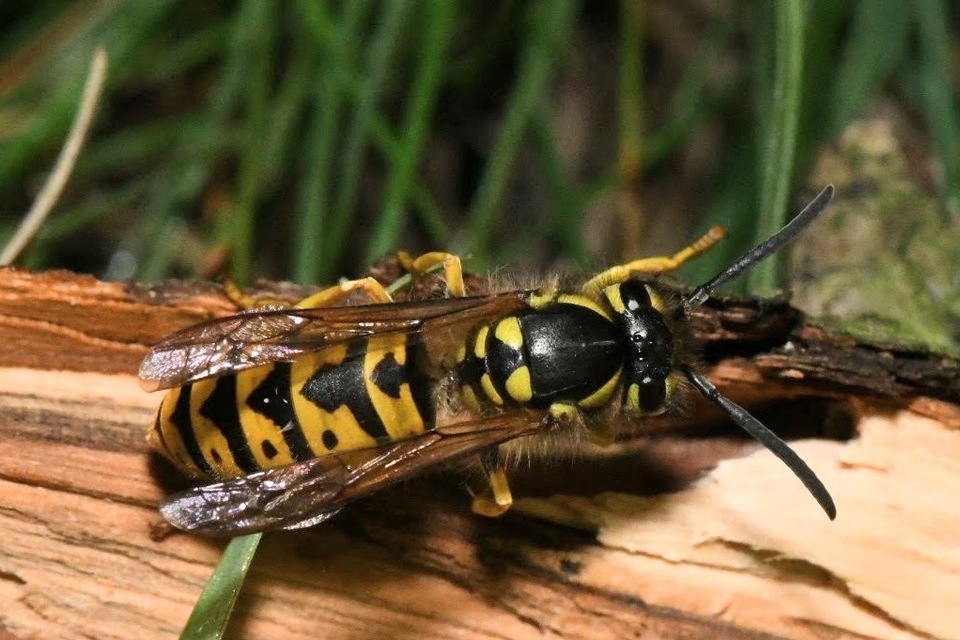 Vespula germanica - német darázs