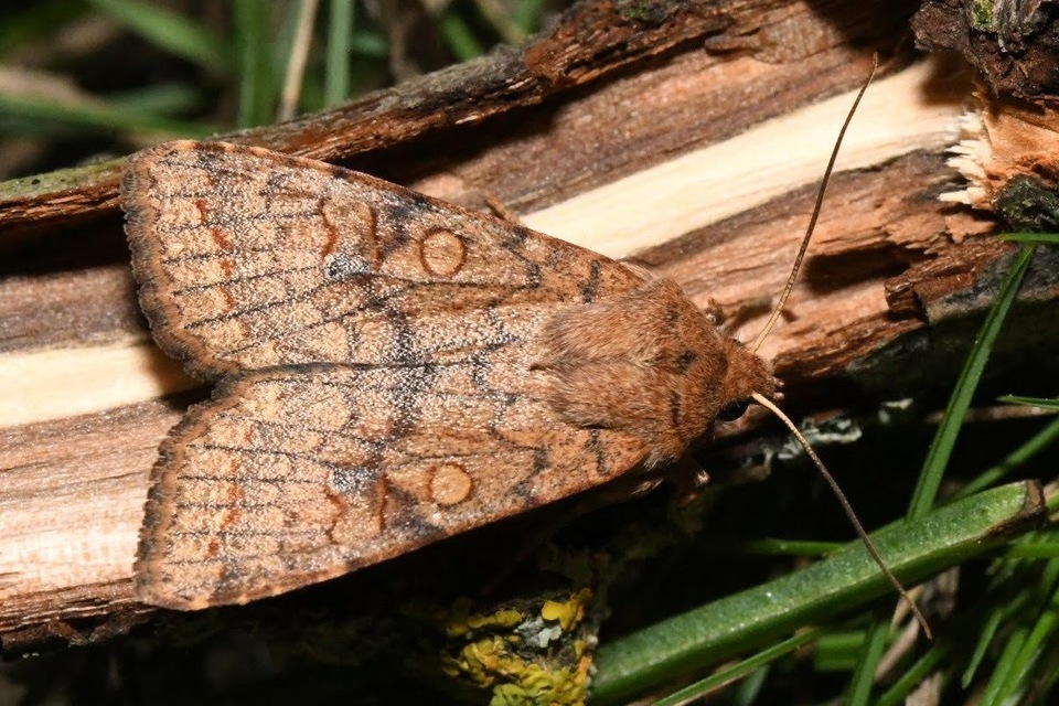 Sunira circellaris - okkersárga őszibagoly