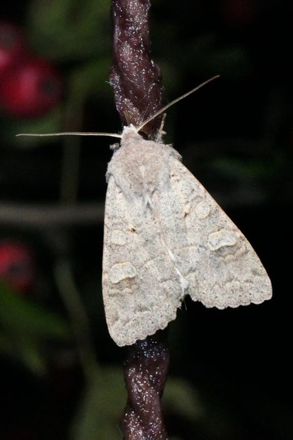 Ammoconia caecimacula - szürke őszibagoly