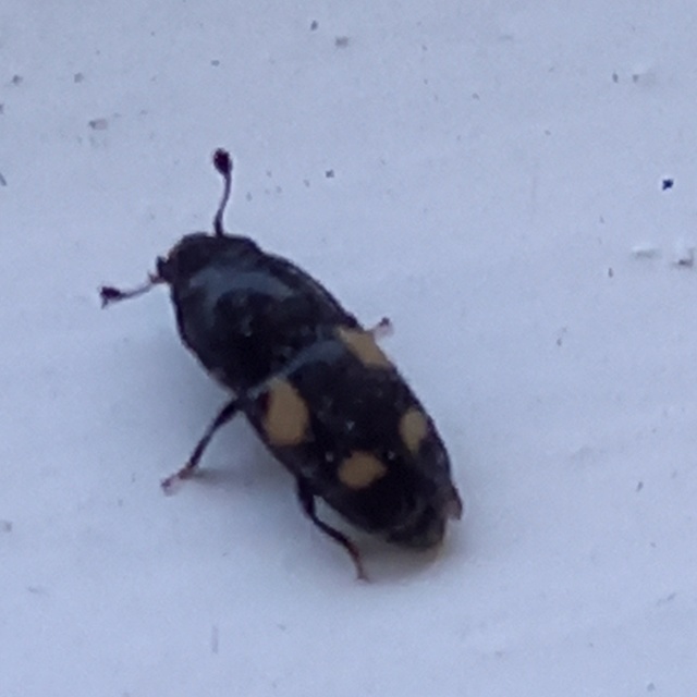 Glischrochilus quadrisignatus - amerikai fénybogár Glischrochilus quadrisignatus - amerikai fénybogár