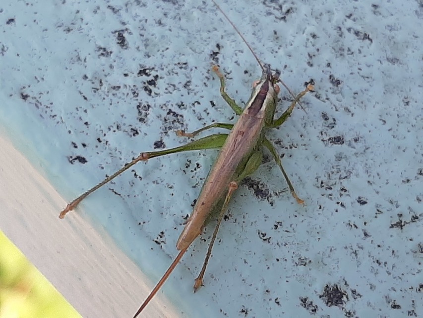 Conocephalus fuscus - kis kúpfejűszöcske