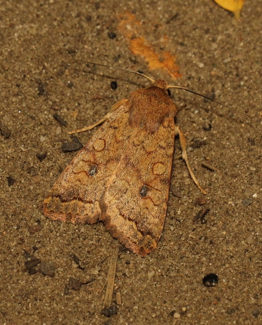 Sunira circellaris - okkersárga őszibagoly