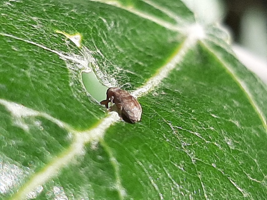 Dorytomus villosulus - sárgás hangormányos