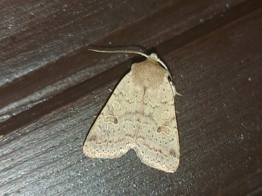 Propenistra laevis - könnyű őszibagoly