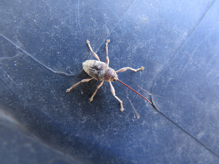 Curculio elephas - gesztenyezsuzsóka