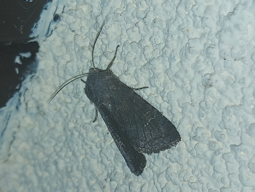 Aporophyla lutulenta - sziki őszibagoly