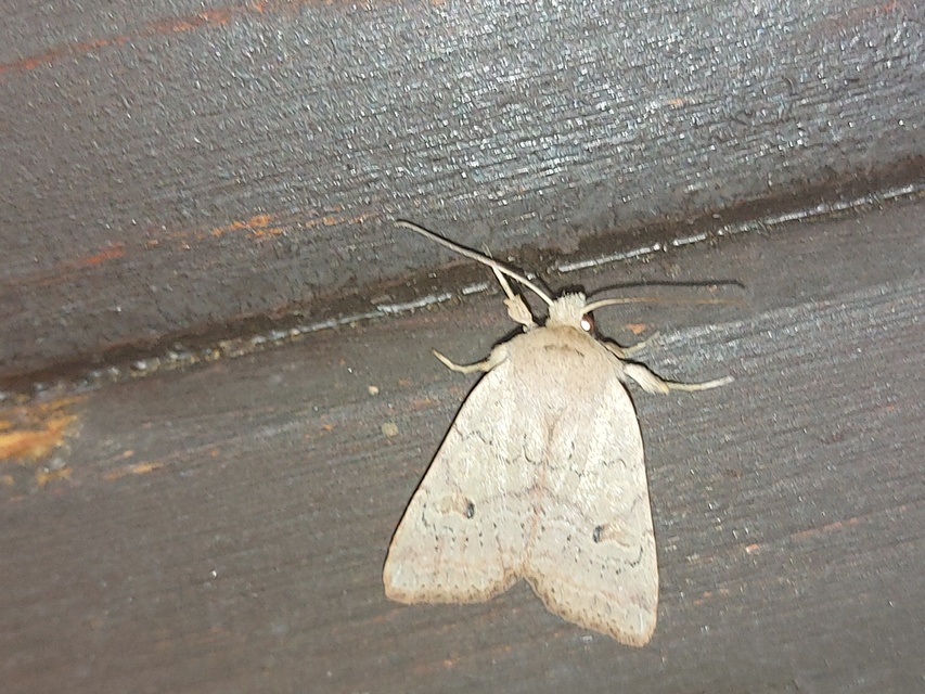 Propenistra laevis - könnyű őszibagoly