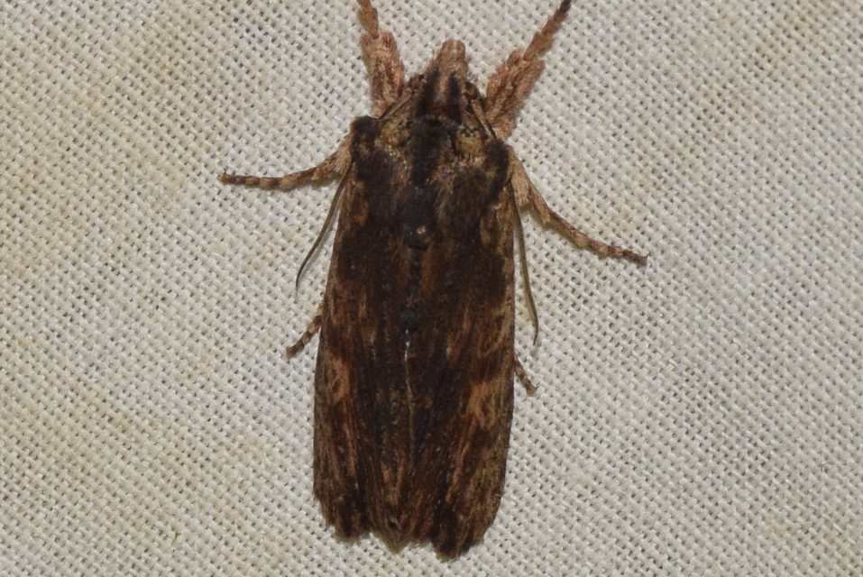 Lithophane semibrunnea - keskenyszárnyú fabagoly