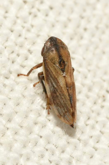 Neophilaenus campestris