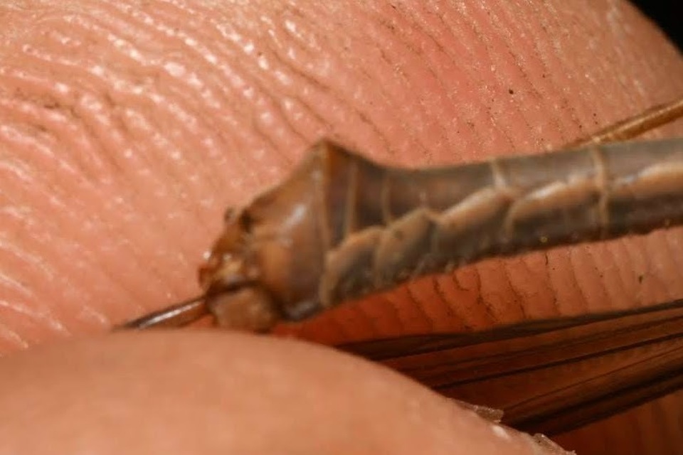 Tipula