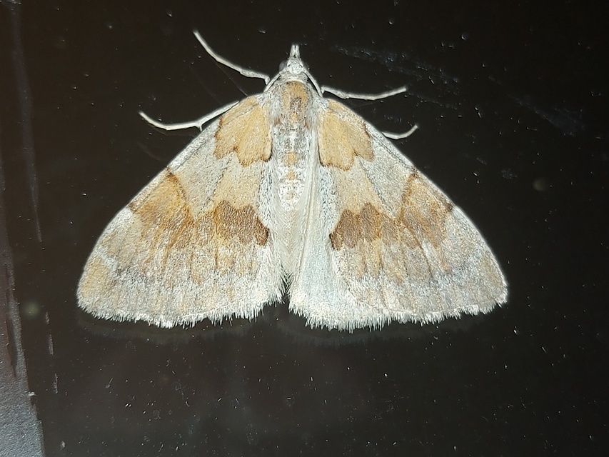 Pennithera firmata - sárgásvörös fenyőaraszoló