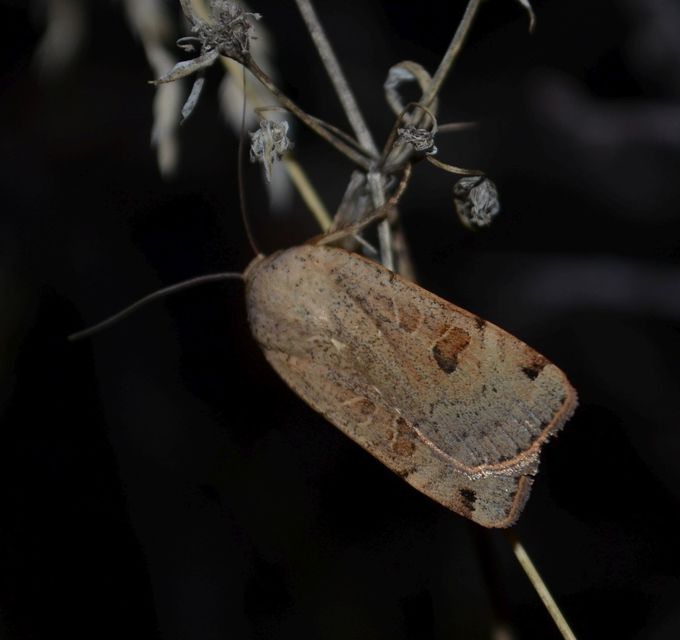 Noctua orbona - foltos sárgafűbagoly