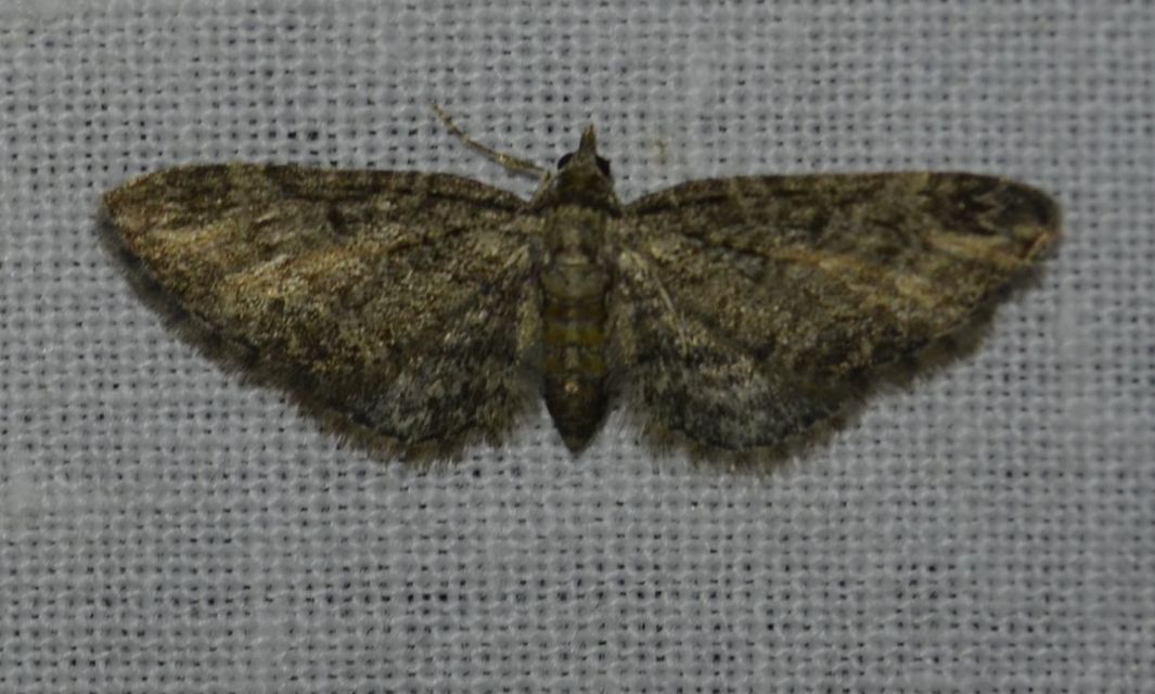Eupithecia inturbata - juhar-törpearaszoló