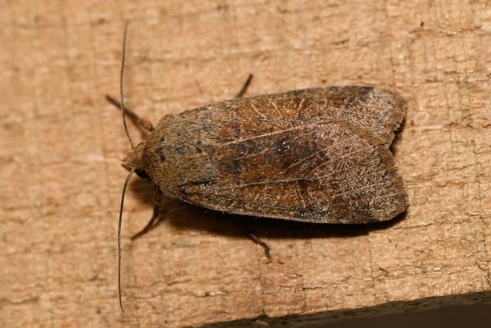Anchoscelis nitida - rozsdabarna őszibagoly