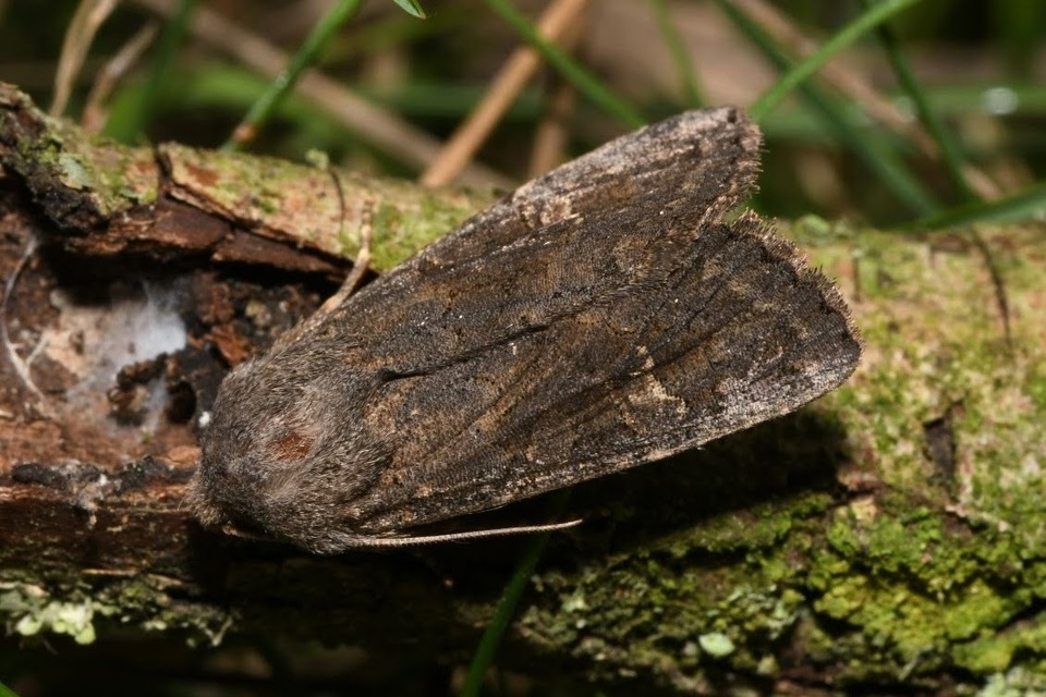 Aporophyla lutulenta - sziki őszibagoly