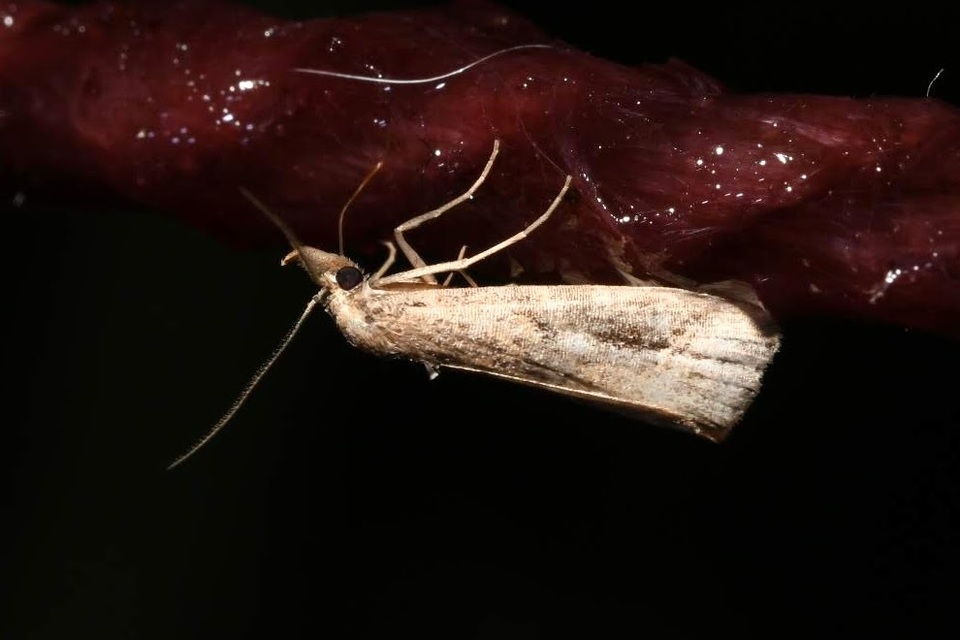 Schrankia costaestrigalis - keskenyszárnyú karcsúbagoly