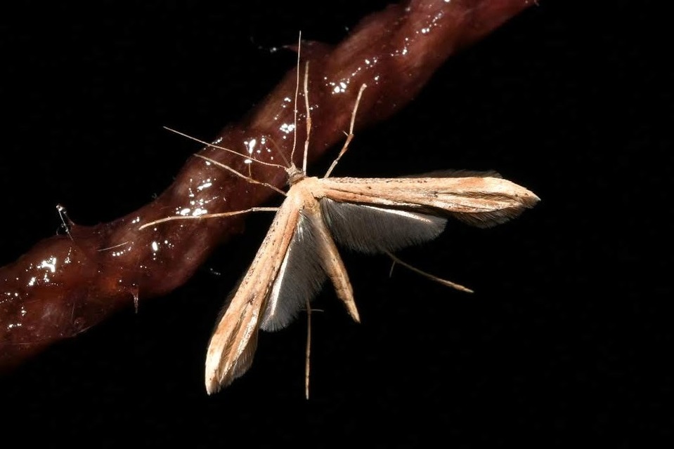 Emmelina monodactyla/argoteles