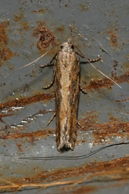 Scrobipalpa