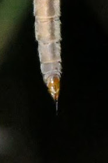 Tipula
