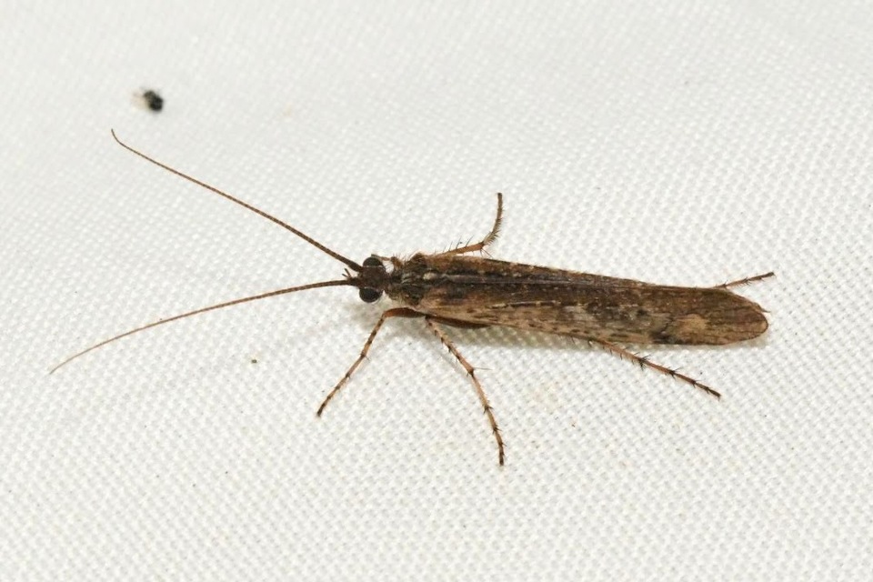 Limnephilus