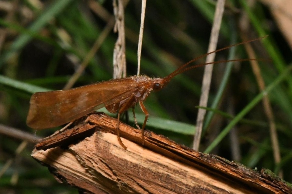 Limnephilus lunatus