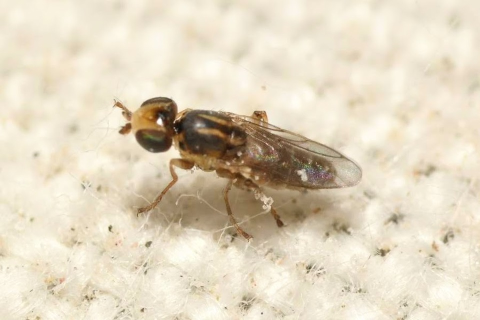 Chloropidae - gabonalegyek