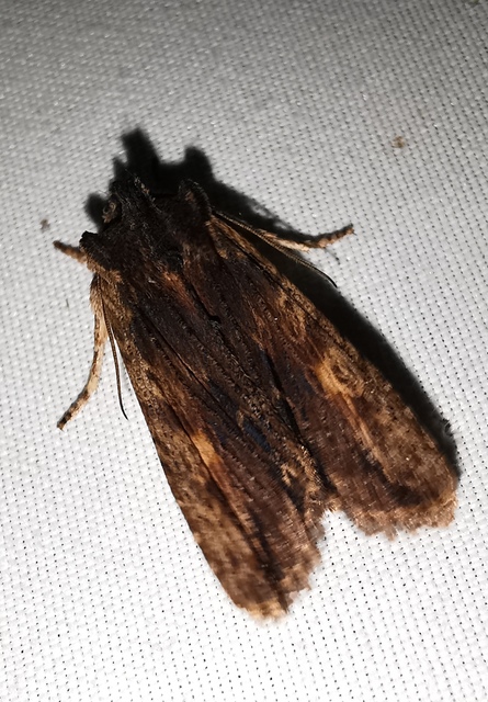 Lithophane semibrunnea - keskenyszárnyú fabagoly