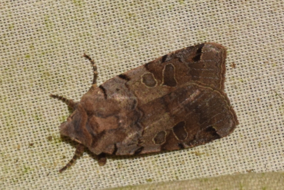 Anchoscelis litura - tarka őszibagoly