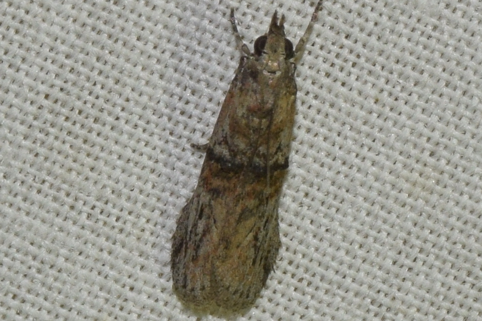 Nephopterix angustella - kecskerágó-karcsúmoly