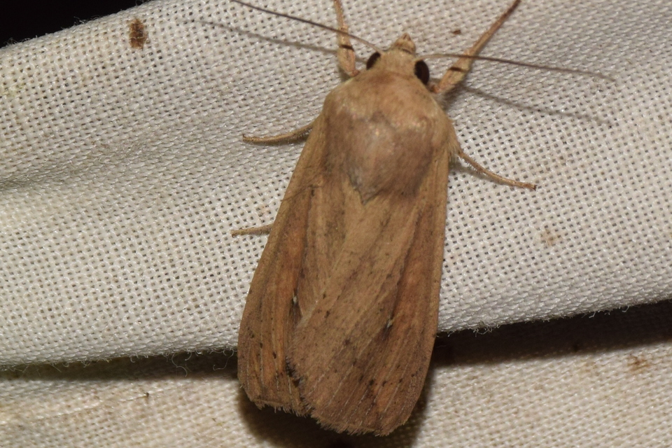 Mythimna unipuncta - hordabagoly