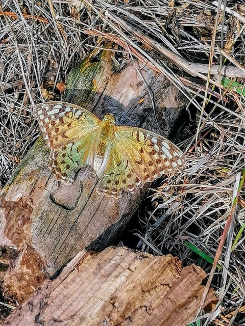 Argynnis pandora - zöldes gyöngyházlepke