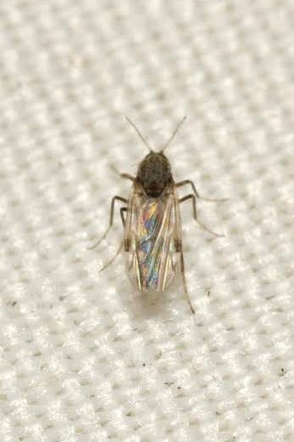 Culicoides