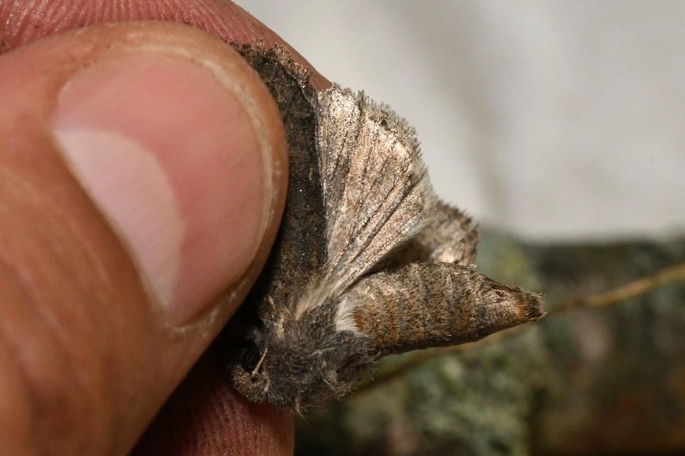 Aporophyla lutulenta - sziki őszibagoly