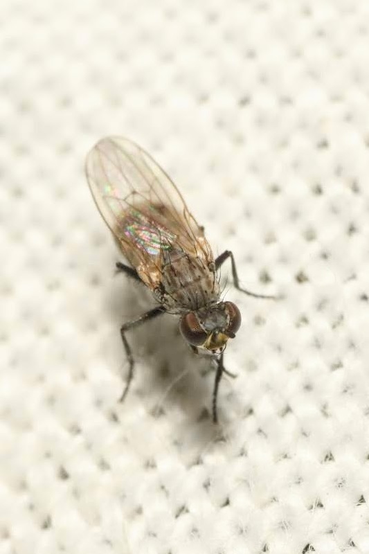 Schoenomyza litorella