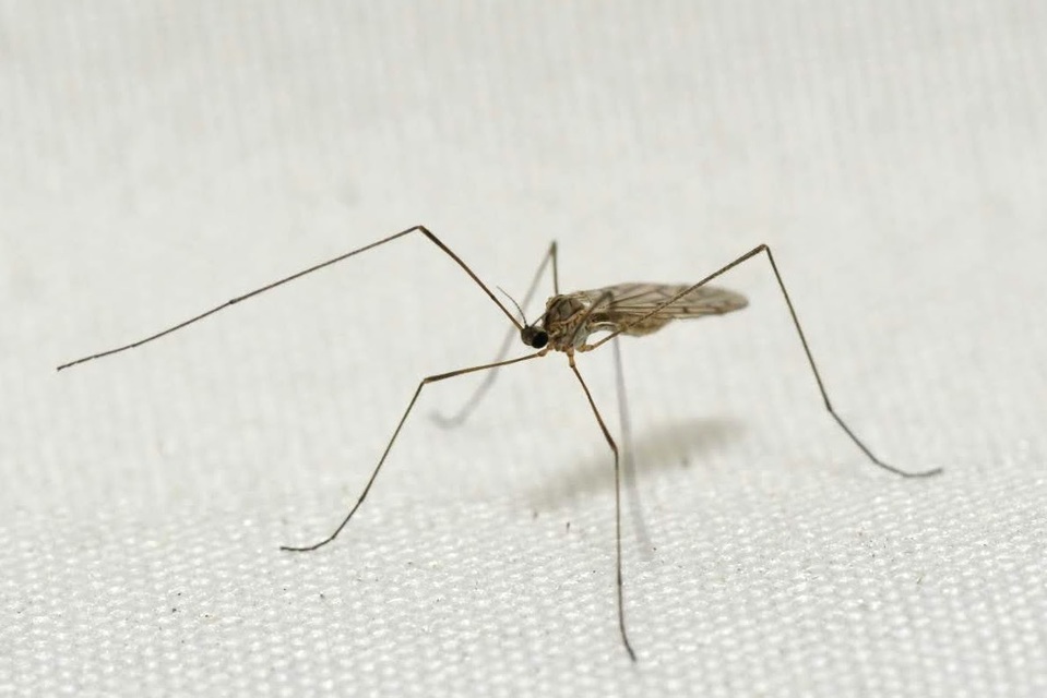 Symplecta hybrida
