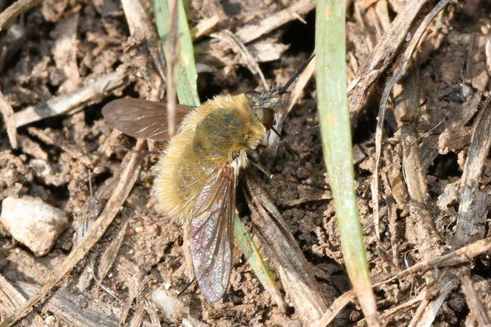 Systoechus ctenopterus