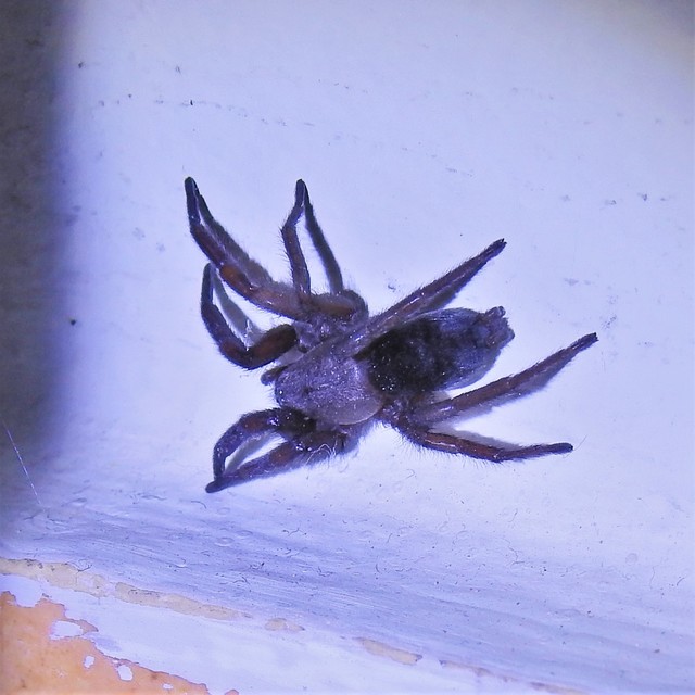 Scotophaeus scutulatus - közönséges egérpók