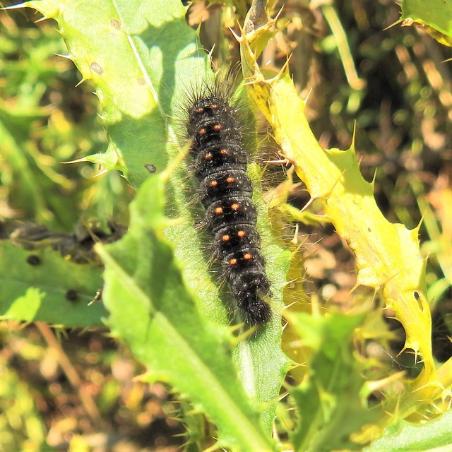 Acronicta auricoma - aranyos szigonyosbagoly