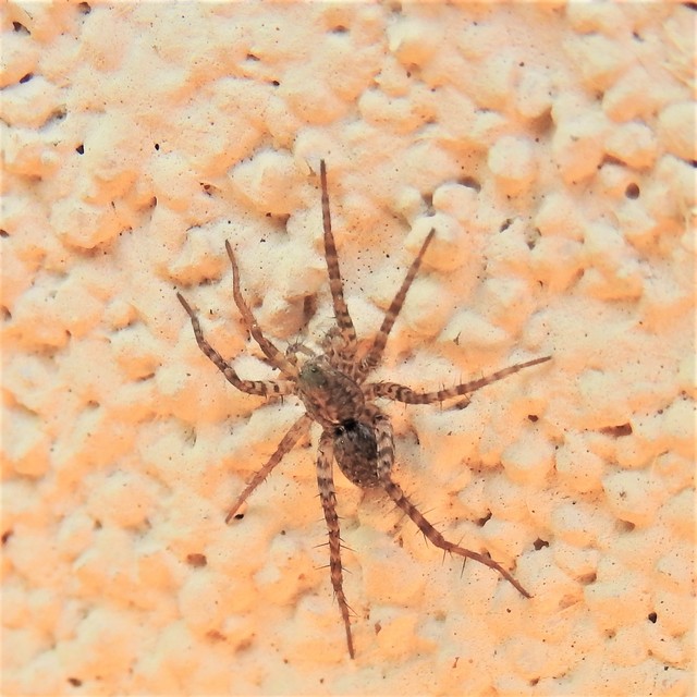 Pardosa hortensis