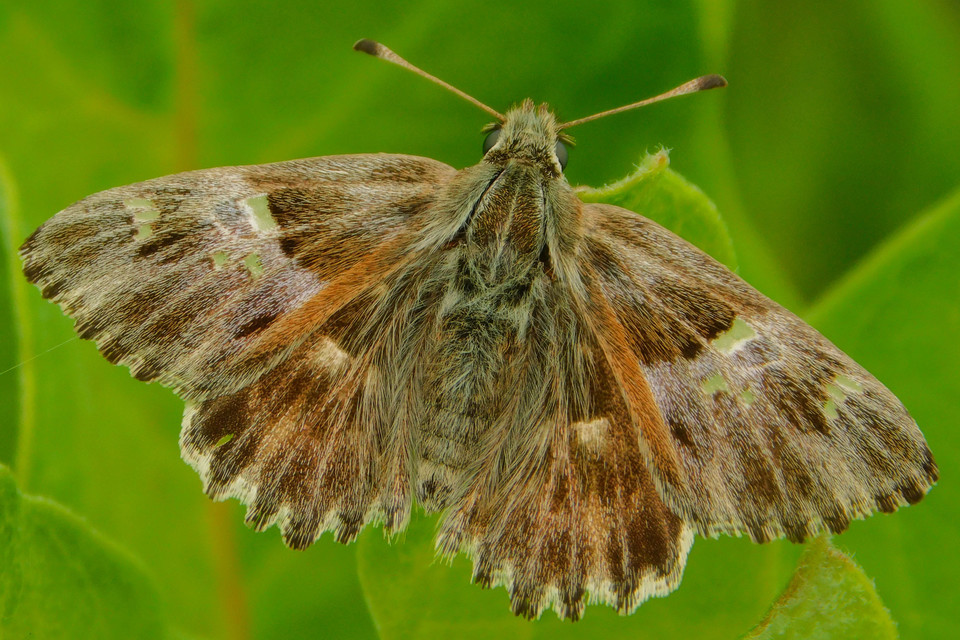 Carcharodus floccifera - pemetefű-busalepke