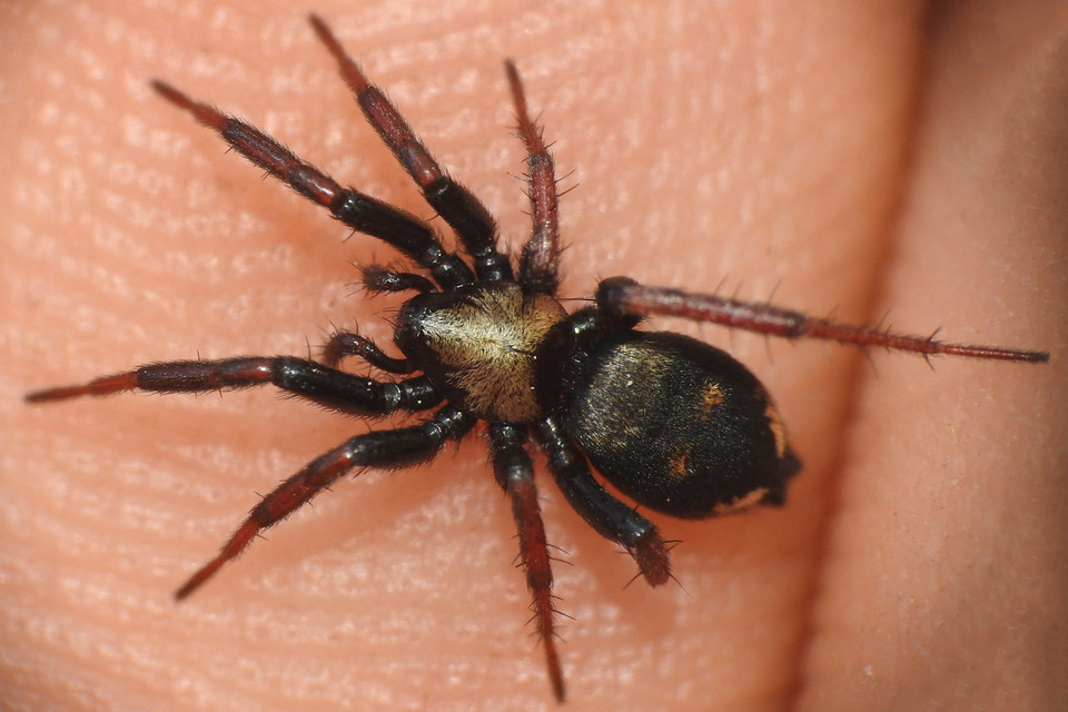 Callilepis