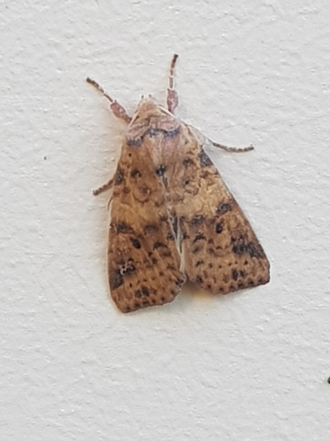 Cirrhia gilvago/ocellaris